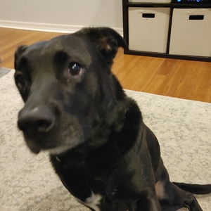 Fundraising Page: Jennifer McCormick